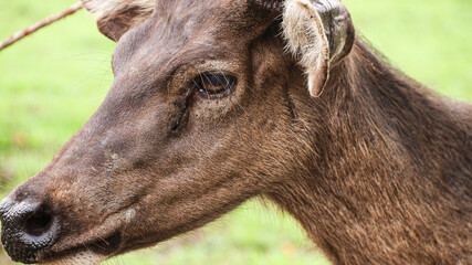 Red deer is looking at the camera. With big brown eyes and a sharp gaze.