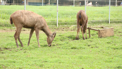 Red deer is looking at the camera. With big brown eyes and a sharp gaze.