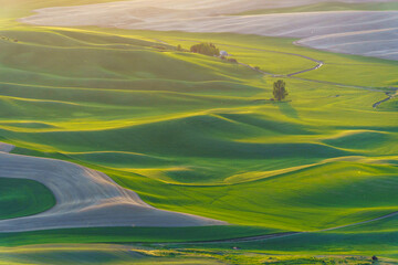 Sunset over the wheat field on rolling hills