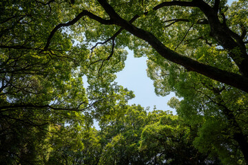 Fototapeta premium green leaves against blue sky