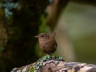 森の中で枝に留まっているミソサザイ