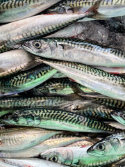 Fresh mackerel on a fish market in Skagen, Denmark.