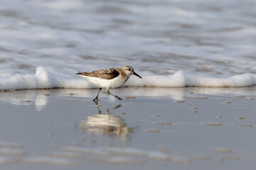 Sanderling (Calidris alba) fsearching for food on the beach on the East Frisian Island Juist, Germany.