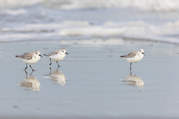 Sanderlings (Calidris alba) on the beach on Juist, East Frisian Islands, Germany, in spring.