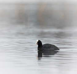 Beautiful black coot swimming in the spring lake. Natural scenery with waterfowl.