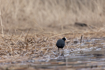 Beautiful black coot swimming in the spring lake. Natural scenery with waterfowl.