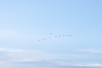 Beautiful adult common cranes flying in the morning sky during summer end. Rural scenery of Latvia, Northern Europe.
