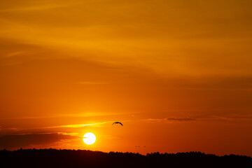 Beautiful adult common cranes flying in the morning sky during summer end. Rural scenery of Latvia, Northern Europe.