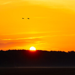 Beautiful adult common cranes flying in the morning sky during summer end. Rural scenery of Latvia, Northern Europe.