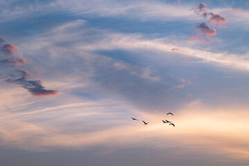 Beautiful adult common cranes flying in the morning sky during summer end. Rural scenery of Latvia, Northern Europe.