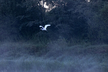 Fototapeta premium Beautiful white egret near the forest pond in summer. Rural scenery with local birds in Latvia, Northern Europe.