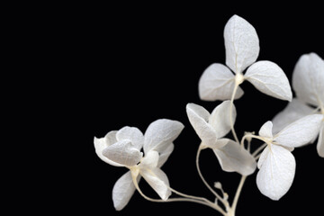 Blooming fresh hortensia gentle and romantic white flowers with place for text and black background macro