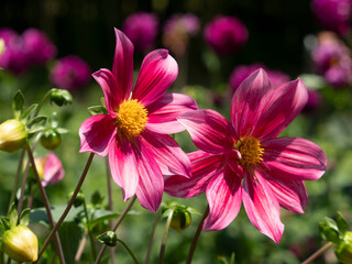 植物園に咲いた鮮やかなダリアの花