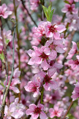 Pfirsich,  Prunus persica,  Blüte