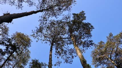 A pine is any conifer tree or shrub in the genus Pinus of the family Pinaceae. Pinus is the sole genus in the subfamily Pinoideae.
