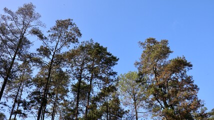 Obraz premium A pine is any conifer tree or shrub in the genus Pinus of the family Pinaceae. Pinus is the sole genus in the subfamily Pinoideae.