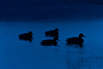 Beautiful mallrad ducks swimming in the lake. Natural spring scenery with local waterfowl in Latvia, Northern Europe.