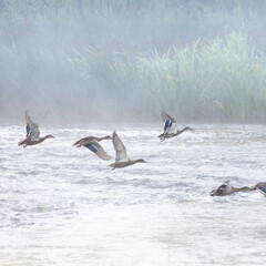 Naklejka premium Beautiful mallrad ducks swimming in the lake. Natural spring scenery with local waterfowl in Latvia, Northern Europe.