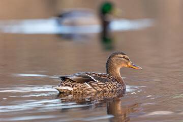 Beautiful brown adult female mallard duck swimming in the spring lake. Natural scenery with waterfowl birds in Latvia, Northern Europe.