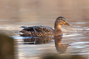 Beautiful brown adult female mallard duck swimming in the spring lake. Natural scenery with waterfowl birds in Latvia, Northern Europe.