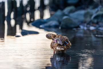 Beautiful brown adult female mallard duck swimming in the spring lake. Natural scenery with waterfowl birds in Latvia, Northern Europe.