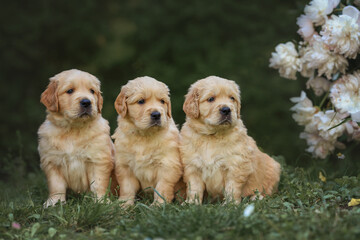 small dog golden retriever labrador puppy in the park in the summer for a walk. dog is best friend. golden retriever puppy 1 month