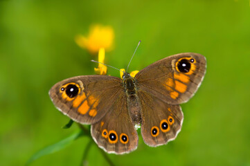 Unique photo of large wall brown butterfly female laying eggs on a yellow flower on a sunny meadow
