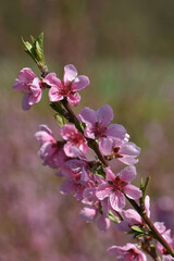 Pfirsich,  Prunus persica,  Blüte