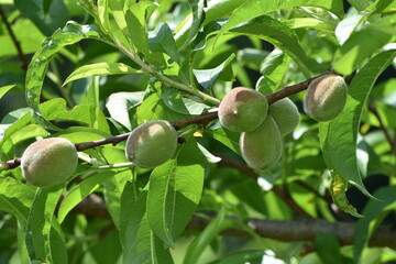 Pfirsich,  Prunus persica, Früchte