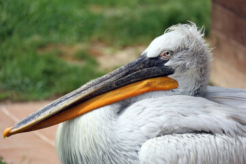 Dalmatian pelican in front of the visitor center of the Divjaka-Karavasta National Park- Albania 