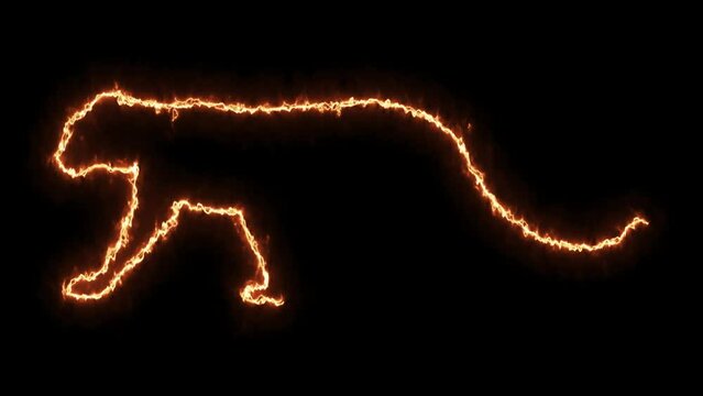 Self drawing animation one continuous line draw, logo, crouching leopard,panther,tiger, Blazing  flame, energy, fire