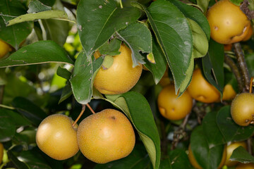 Nashi; Pyrus pyrifolia nashi, erntereif Baum