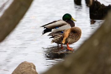 Beautiful male and female mallard ducks in the spring lake. Natural seasonal scenery of Latvia, Northern Europe.
