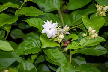 jasmine tea flower, arabian jasmine, jasminum sambac in garden