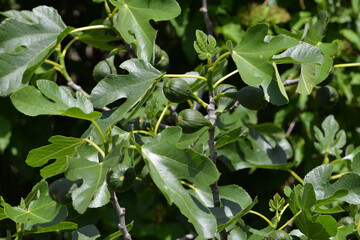 Feige, Echte Feige,  Ficus carica
