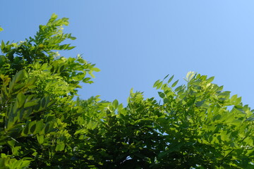 green leaves and blue sky