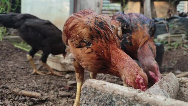 ayam kampung or java chiken The children and the hen were eating breakfast together in the garden