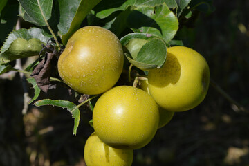 Nashi; Pyrus pyrifolia nashi, erntereif Baum