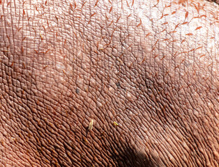Hippopotamus skin as an abstract background. Texture