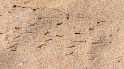 Crab tracks on the sand as a background