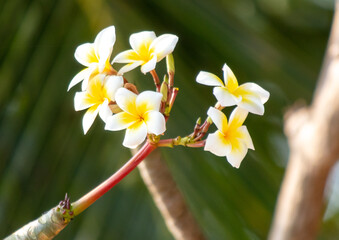 Yellow flower in a tropical park