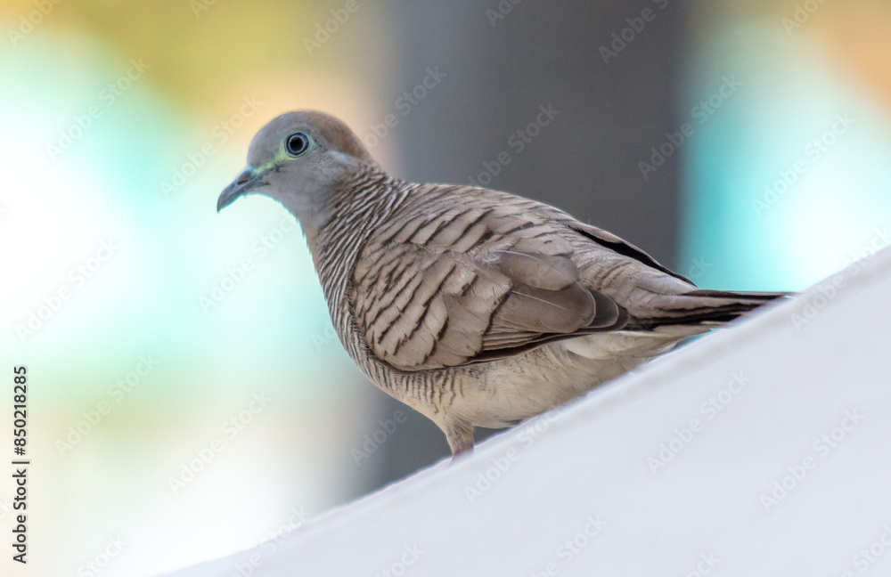 Wall mural portrait of a tropical pigeon