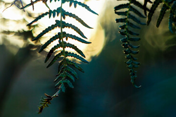Macro de feuilles de fougère, pendant le crépuscule