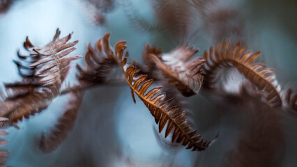 Macro de feuilles de fougère, pendant le crépuscule