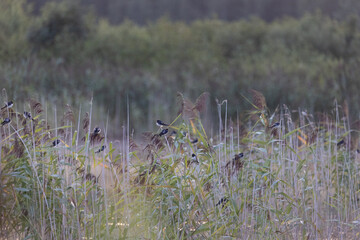 Beautiful barn swallow flock resting in the reeds at the pond during misty sunrise in summer. Natural scenery of Latvia, Northern Europe.