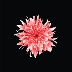 pink dahlia flower