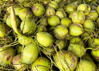 Green coconuts on the market as a background