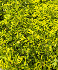 Fototapeta premium Green leaves on bushes as an abstract background. Texture