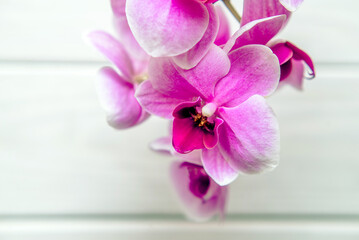 A branch of purple orchids on a white wooden background
