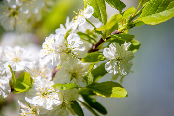 Obraz premium Cherry blossom branch in the garden in spring 